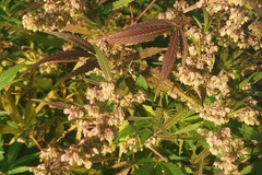 Venta: Panama Dragon Pollen