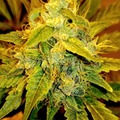 Vente: Pie Faced - Feminized - Buy any 2 packs get a 3rd for free