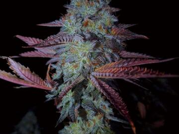 Vente: Apple Fritter x Dino Meat BX2 - 20 Photo Regs