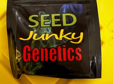 Vente: Seed Junky Genetics: Ice Cream Cake x Kushmints 11