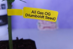 Vente: All Gas OG (Humboldt Seed Co | +1 Free Mystery Clone)