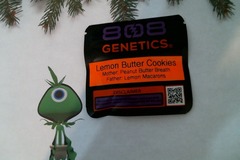 Venta: 808 Genetics - Lemon Butter Cookies