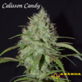 Vente: Calisson Candy hemp CBD  regular seeds X10