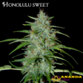 Sell: Honolulu sweet ananda seeds 10 regular hemp CBD seeds