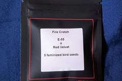 Sell: FIRE CROTCH (E-85 x Red Velvet)