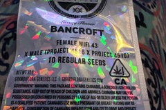 Vente: Grandiflora - Bancroft