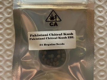 Venta: Pakistani Chitral Kush IBL from CSI Humboldt