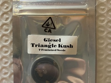 Vente: Giesel x Triangle Kush from CSI Humboldt