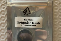 Sell: Giesel x Triangle Kush from CSI Humboldt
