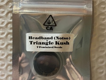 Vente: Headband (Notso) x Triangle Kush from CSI Humboldt
