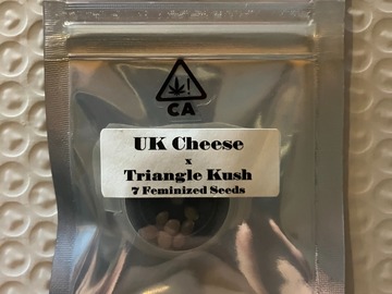 Venta: UK Cheese x Triangle Kush from CSI Humboldt