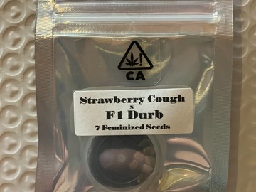 Venta: Strawberry Cough x F1 Durb from CSI Humboldt