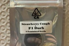 Sell: Strawberry Cough x F1 Durb from CSI Humboldt