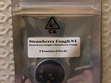 Vente: Strawberry Cough S1 from CSI Humboldt