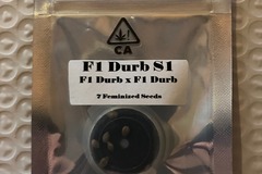Vente: F1 Durb S1 from CSI Humboldt