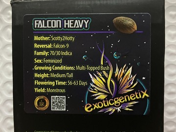 Vente: Falcon Heavy from Exotic Genetix