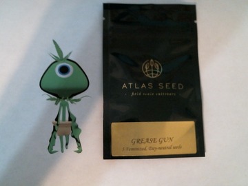 Vente: ATLAS Seeds - Grease Gun (Auto- Day Neutral)
