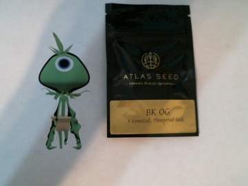 Sell: ATLAS Seeds - BK OG