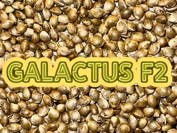 Venta: GALACTUS F2 ♂♀ 100 seeds