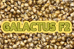 Sell: GALACTUS F2 ♂♀ 100 seeds