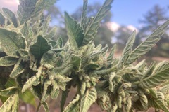 Sell: Durban Poison seeds for sale