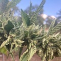 Sell: Durban Poison seeds for sale