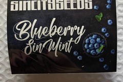 Venta: Blueberry SinMint from Sin City