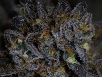 Vente: Sour Apple Butter  (Apple Fritter x PBB) by Achene Seeds