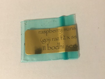 Sell: Bodhi Seeds - Raspberry Sunshine