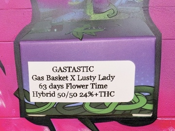 Venta: 3 Fem pack Gastastic (Lusty Lady x Gasbasket).. Exotic Genetix