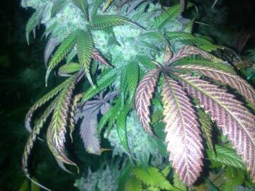 Venta: Pineapple Express clones for sale!