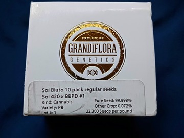 Vente: Soi Bluto (Soi 420 x Blutonian) by Grandiflora Genetics