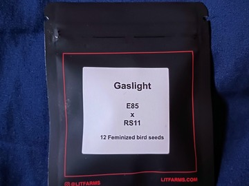 Vente: GASLIGHT (E-85 x RS-11) by LIT Farms