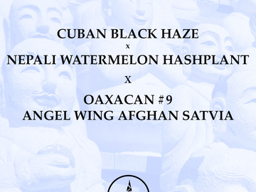 Sell: CBH x Nepali WMHP x Oaxacan x Angel Wing Afghan Sativa