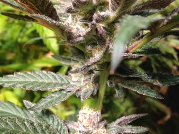Venta: Forum Girl Scout Cookies clone for sale