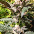 Sell: Forum Girl Scout Cookies clone for sale