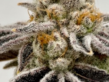 Vente: Frosted Enigma #18  -  Beleaf Cut  -  EXTREME appeal & terps!