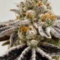 Vente: Frosted Enigma #18  -  Beleaf Cut  -  EXTREME appeal & terps!