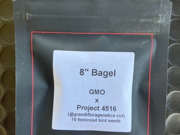 Vente: 8" Bagel from LIT Farms