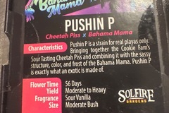 Vente: Solfire - Pushin P (cheetah piss x Bahama mama)