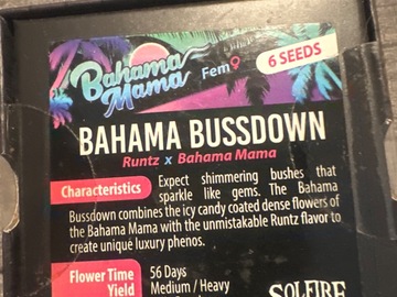 Vente: Solfire - Bahama bussdown (runtz x Bahama mama)