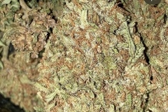 Venta: Fossil Fuel BX by: TwinFlameSeedCo.