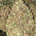 Vente: Fossil Fuel BX by: TwinFlameSeedCo.