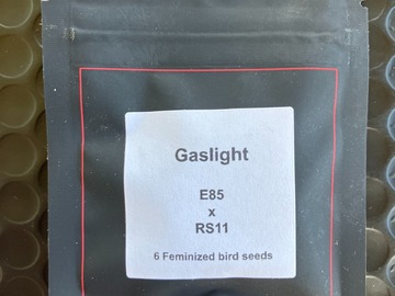 Vente: Gaslight from LIT Farms