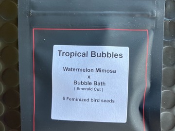 Vente: Tropical Bubbles from LIT Farms