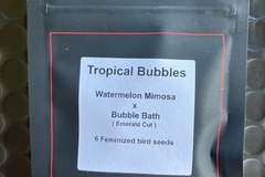 Vente: Tropical Bubbles from LIT Farms