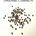 Vente: Critical Mass X Cinderella 99 free shipping 15+ seeds