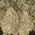 Sell: Fossil Fuel F2 by: TwinFlameSeedCo.