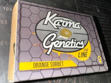 Sell: Karma Genetics - Orange Sorbet