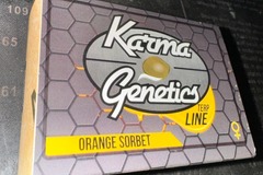 Vente: Karma Genetics - Orange Sorbet